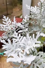 Dusty miller, author and creator of atrium, is available for training, consultation, workshops, and keynote presentations. How To Grow Dusty Miller In The Garden Gardener S Path