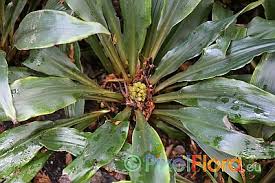 Image result for Chlorophytum filipendulum