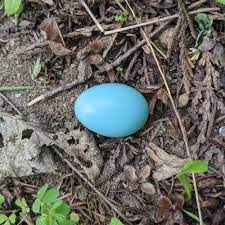 Scientists are testing the hypothesis that blue eggshells (unlike dark colors) both shield the interior from uv radiation and prevent the egg from heating up. Sound View Camp Family Campground Outdoor Environmental Education Bird Eggs
