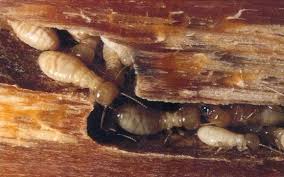 Pest control can take many forms, and for us, it's always about helping to protect your. Two Nice Guys Termite Pest Wildlife Control Alignable