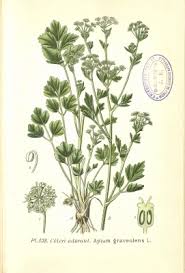 Image result for Apium graveolens