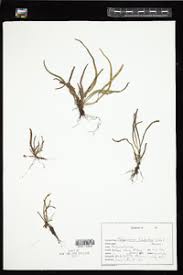 Image result for Grammitis