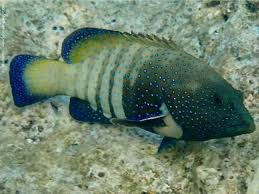 Image result for Cephalophis