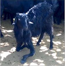The General Clinical Appearance Of The Goats With Twisted Joints Download Scientific Diagram