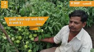What will happen if the tomato and/or pepper seed shipments do not have a phytosanitary certificate with the required additional declaration statement, as required by the federal order effective september 8, 2019? Nunhems Hybrid Tomato Us 440 Youtube