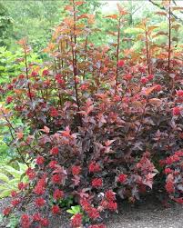 It is widely used for landscaping in all but the warmest climate zones. Center Glow Ninebark Garden Shrubs Monrovia Plants Foliage Plants