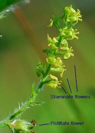 Image result for Tragia prostrata