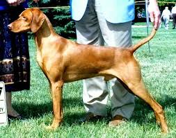 Look at pictures of vizsla puppies who need a home. Vizsla Breeder Registry Vizsla Breeders Oregon Usa Vizslas Vizsla Puppies Vizsla Breeder Registry Jayney S Creative Works Jcw