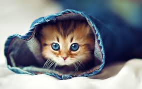 We did not find results for: Kitten Hiding Inside The Pants Hd Wallpaper Wallpaper Flare