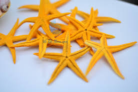 Kết quả hình ảnh cho sao bieenr