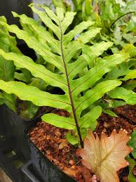 Image result for Drynaria