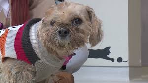 Get information, directions, products, services, phone numbers, and reviews on community pet care hospital p c in lackawanna, undefined discover more veterinary services for animal specialties companies in lackawanna on manta.com Dog Illegally Abandoned At Animal Shelter In Lackawanna County Wnep Com