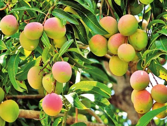 There will be something special about mangoes... Research on 20 varieties like Jahangir-Kohinoor to increase farmers' income.