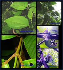 Image result for Bellucia