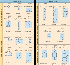 amino acids introduction to chemistry