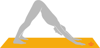 Feb 16, 2021 · if your lower back feels rounded, bend your knees in order to send your sitting bones straight back and up. Downward Facing Dog Pose Adho Mukha Svanasana Yogapedia