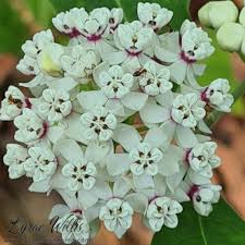 Image result for Apocynaceae subfamily Periplocoideae