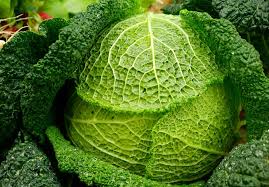 Cabbage is frost hardy, so if another light frost comes after it is planted, the plant should outlast the cold without damage. 8 Snow Hardy Vegetables You Really Can Grow During Winter Off The Grid News