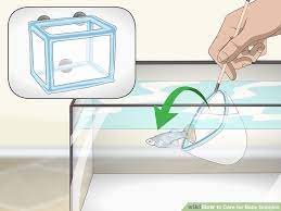 How To Care For Baby Guppies In 2020 Baby Fish Guppy Fish Pet Fish