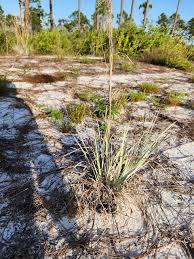 Image result for Andropogon ligulatus