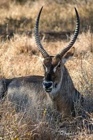 Über 7 millionen englische bücher. 32 Amazing African Safari Animals A Photo Guide Passport Pixels