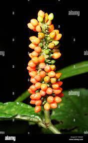 Image result for Piperaceae