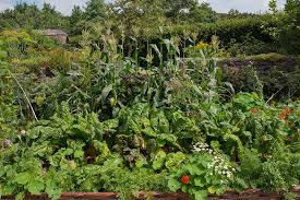 Pick them before they set seed or the plant can become invasive, as. 9 Of The Best Companion Plants For Corn Gardener S Path