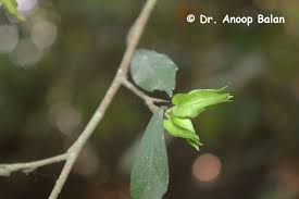 Image result for Streblus