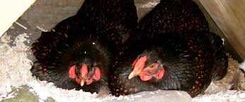 How old does the female have to be prior to her laying eggs. What Time Of Day To Chickens Lay Eggs Cluckin