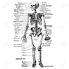 What are the external parts? Vintage Engraving Style Vector Illustration Of A Male Body Parts Royalty Free Cliparts Vectors And Stock Illustration Image 151355553