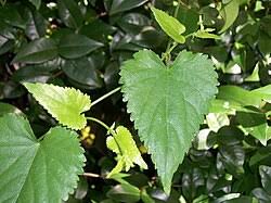 Image result for Tragia shirensis