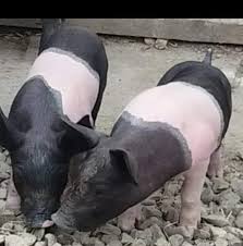 Vind purcei de la 80kg pina la 150kg chisinau singera anenii noi. Porci Rasa Lechinta Home Facebook