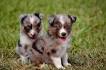 Australian Shepherd - Wikipedia