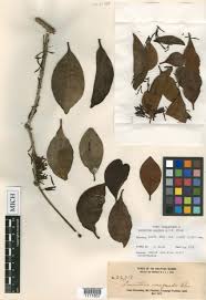 Image result for Agelanthus toroensis