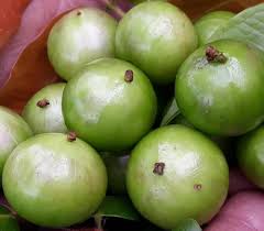 Image result for Plinia