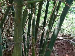 Image result for Bambusa balcooa