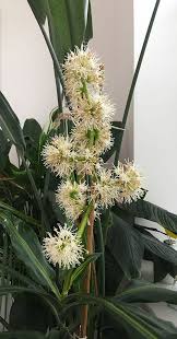 Image result for Dracaena fragrans