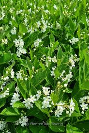 Image result for Cynanchum