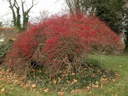 Image result for Berberis