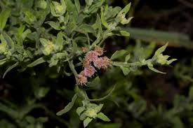 Image result for Litogyne gariepina