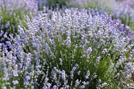 Pleasant valley lavender, morganville, new jersey. Lavender Farms Nj Amazing Places To Spend The Day Outdoors