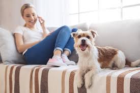 Lo schnauzer medio e nano; 10 Razze Di Cani Da Appartamento Di Taglia Media Quelle Consigliate