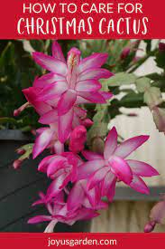 Christmas Cactus Care A Long Lasting Succulent Houseplant Christmas Cactus Care Christmas Cactus Christmas Plants