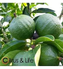 Bergamot oranges are sour, despite the fact that the fruit is a good source of vitamin c, potassium, vitamins b1, b2, and a. Kaufen Bergamotte