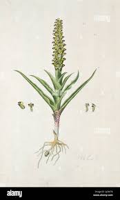 Image result for Corycium