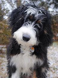 Black Bernese Mountain Dog Poodle Mix Oh My Good Gawd Poodle Mixed With Bernese Mountain Dog Or Something Of That Ilk I Think I Need One Cute Dogs Poodle Mix Dogs