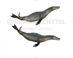 Image result for Acroceras amplectens