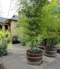 The advantages of growing bamboo in a pot are pretty obvious. Pin On Home Ideas