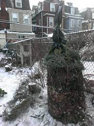 Find 11 listings related to fig in northeast philadelphia on yp.com. Fresh Figs For Cold Climates Philadelphia Orchard Project