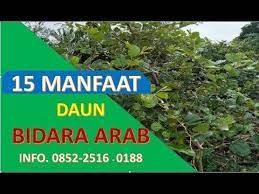 Pin Di Bidara Arab